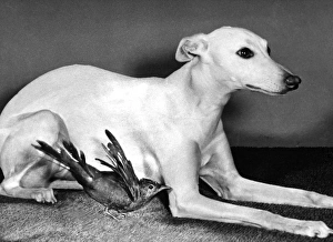 Whippet and Blackbird