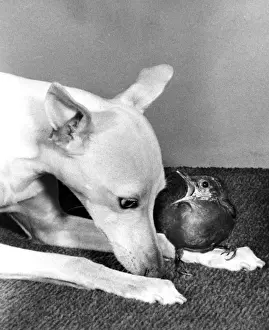 Whippet and Blackbird