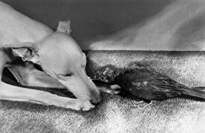 Whippet and blackbird