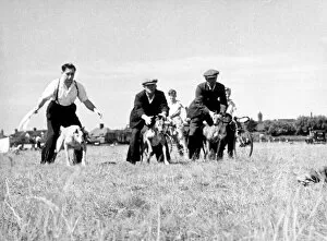 1960 Collection: Whippet Race Start