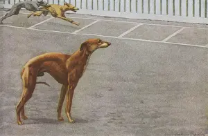 Whippets