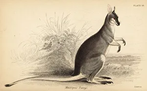 Marsupiata Prints: Whiptail wallaby, Macropus parryi