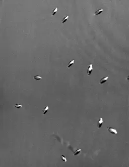 Whirligig Beetles