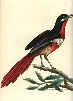 Whiskered shrike, Lanius mystaceus Whiskered shrike, Lanius mystaceus