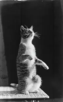 Whiskers Prints: Whiskers the Cat