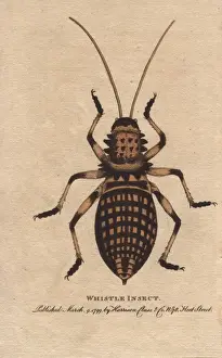 Whistle insect, Eugaster spinulosa