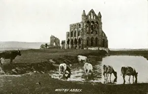 Whitby Abbey, Whitby, Yorkshire