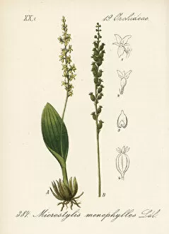 Adders Gallery: White adders mouth orchid, Malaxis monophyllos