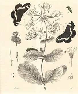 Pupa Prints: White admiral butterfly and goat-leaf honeysuckle
