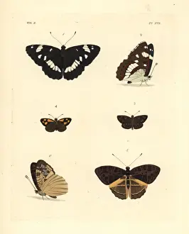 Drury Prints: White admiral, gold-spotted sylph and pathfinder butterflies
