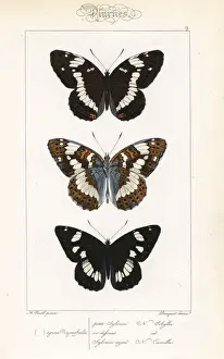 Naturelle Prints: White admiral and southern white admiral