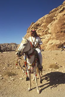 Jordan Gallery: White arab horse