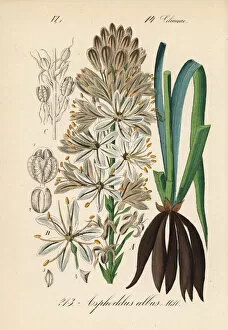 White asphodel, Asphodelus albus