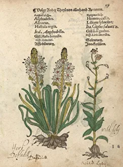 Albus Gallery: White asphodel, Asphodelus albus, and wild