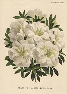 Azalea Gallery: White azalea, Azalea indica var gardeniaeflora Lind