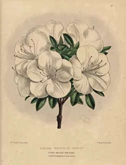 Azalea Gallery: White azalea hybrid, Azalea Beauty of Surrey