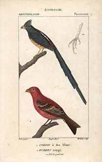 Grosbeak Collection: White-backed mousebird, Colius colius