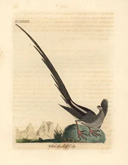 Latham Collection: White-backed mousebird, Colius colius