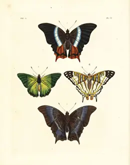 Charaxes Prints: White-banded palla, green charaxes and African map butterfly