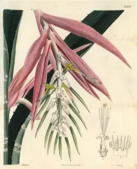 Barred Prints: White-barred bromelia, Bromelia zebrina, parasitic