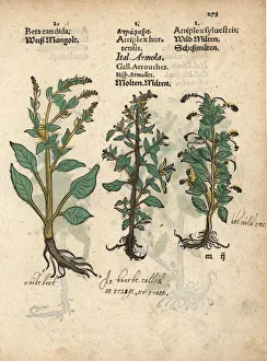 White beet, Beta vulgaris, and garden orache White beet, Beta vulgaris, and garden orache