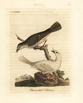 Latham Collection: White bellbird, Procnias albus