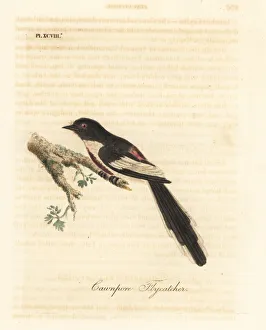 Latham Collection: White-bellied minivet, Pericrocotus erythropygius