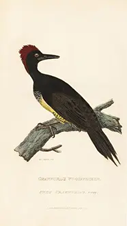 Woodpecker Prints: White-bellied woodpecker, Dryocopus javensis