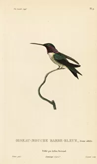 Colibris Collection: White-bellied woodstar, Chaetocercus mulsant, juvenile