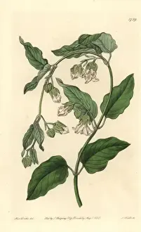 Sydenhamedwards Prints: White bladderbloom or bladder flower, Araujia sericifera