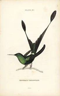 Trochilus Collection: White-booted racket tail, Ocreatus underwoodii