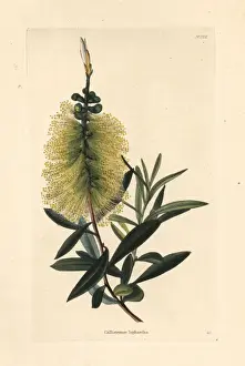 Bottlebrush Prints: White bottlebrush, Callistemon salignus