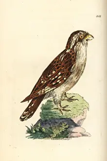 Strix Prints: White-browed hawk-owl, Ninox superciliaris