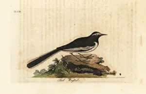 Motacilla Prints: White-browed wagtail, Motacilla maderaspatensis
