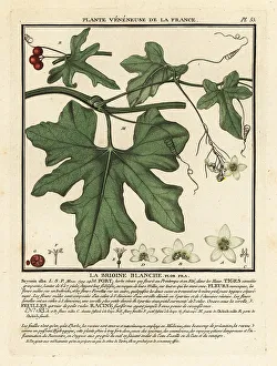 Colour Printing Prints: White bryony, Bryonia alba