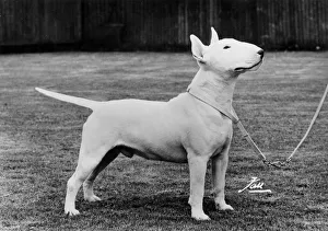 Achilles Gallery: WHITE BULL TERRIER / 1973
