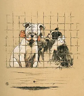 Bulldogs Prints: White bulldog puppy with his two sisters in a cage