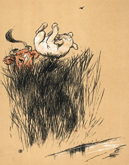 Horned Cow or Bull