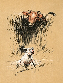 Horned Cow or Bull