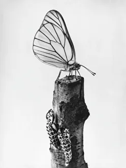 Aporia Gallery: White Butterfly