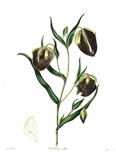 Nevitt Collection: White calochortus, Calochortus albus