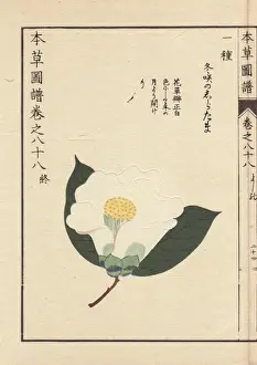Camellia Prints: White camellia, Fuyusaku noshiratama, Thea