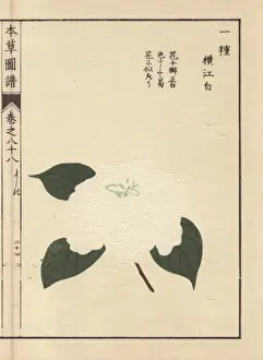 Camellia Prints: White camellia, Yokoe haku, Thea japonica flore pleno forma
