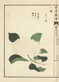 Honzo Prints: White camellia, Yoshino, Thea japonica Nois