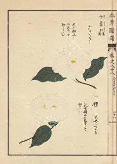 Knowledge Prints: White camellias, Kagiri and Monokaha