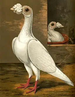 Nests Prints: White Carrier Cock Pigeon