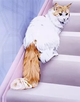 Cats Collection: White cat with ginger tail / face on stairs