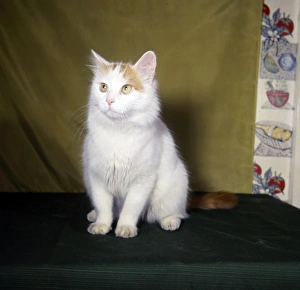 Images Dated 27th January 2017: White cat with pink ears