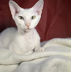 Images Dated 27th January 2017: White cat with red background