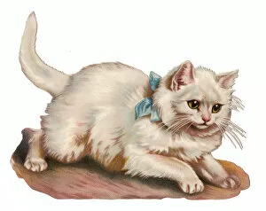 Images Dated 2nd November 2015: White cat on a Victorian scrap